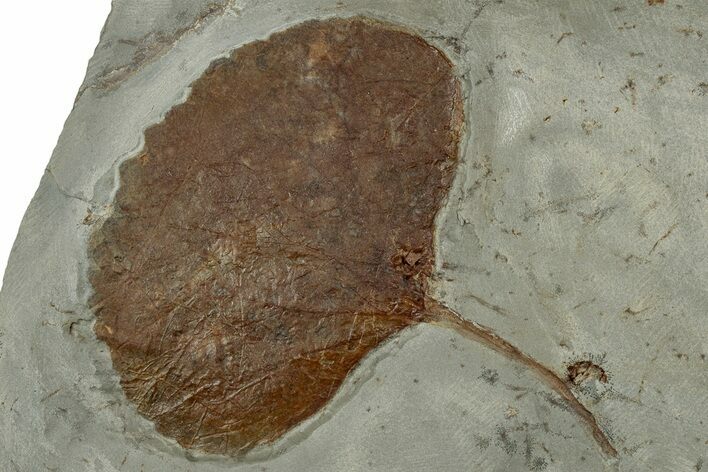 Paleocene Fossil Leaf (Zizyphoides) - Montana #356521